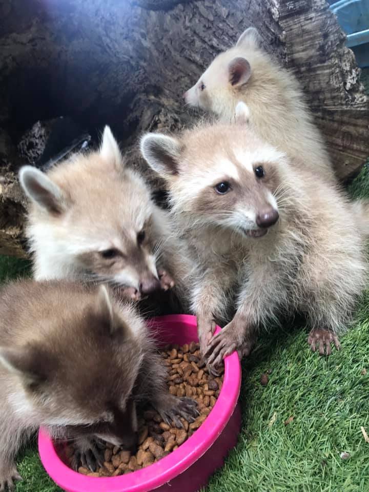 raccs orig